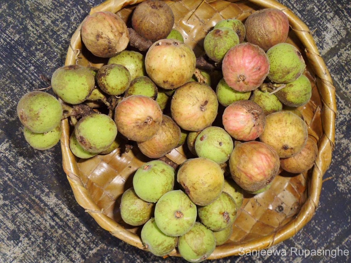 Ficus racemosa L.