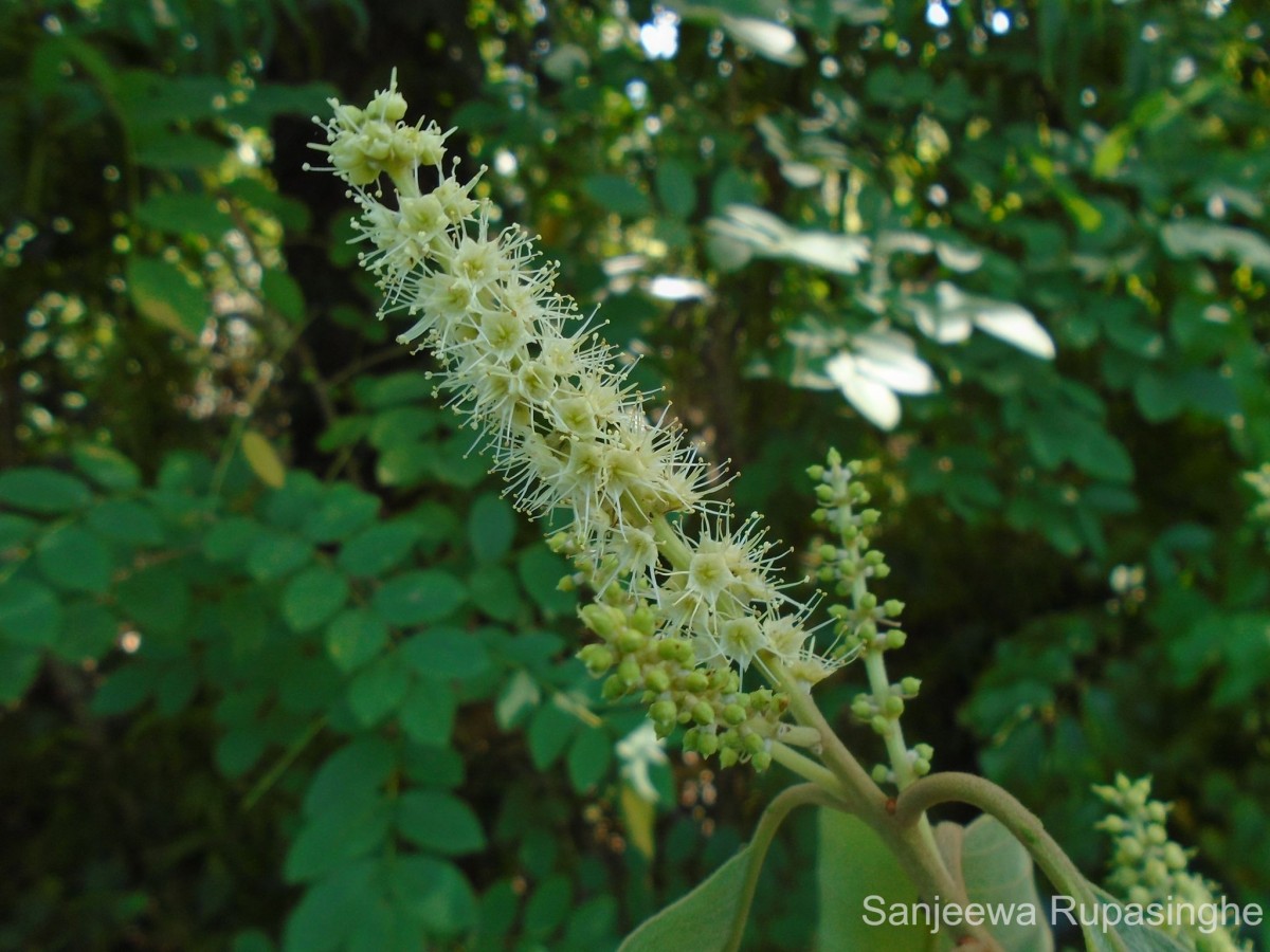 Terminalia chebula Retz.