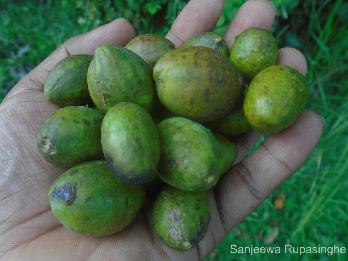 Terminalia chebula Retz.