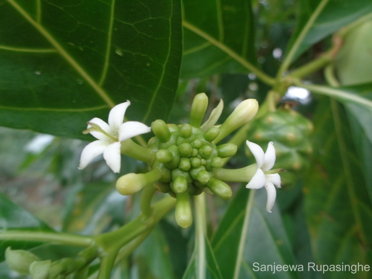 Morinda citrifolia L.