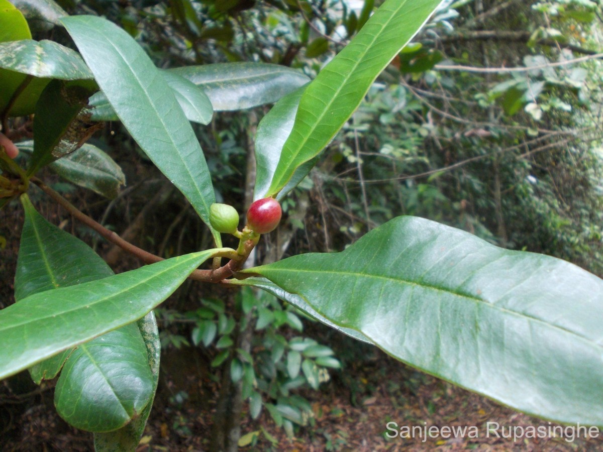 Campnosperma zeylanicum Thwaites