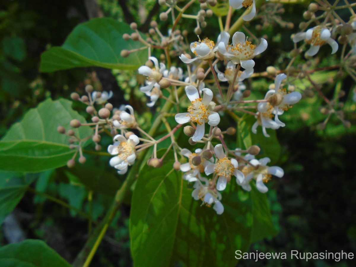 Berrya cordifolia (Willd.) Burret