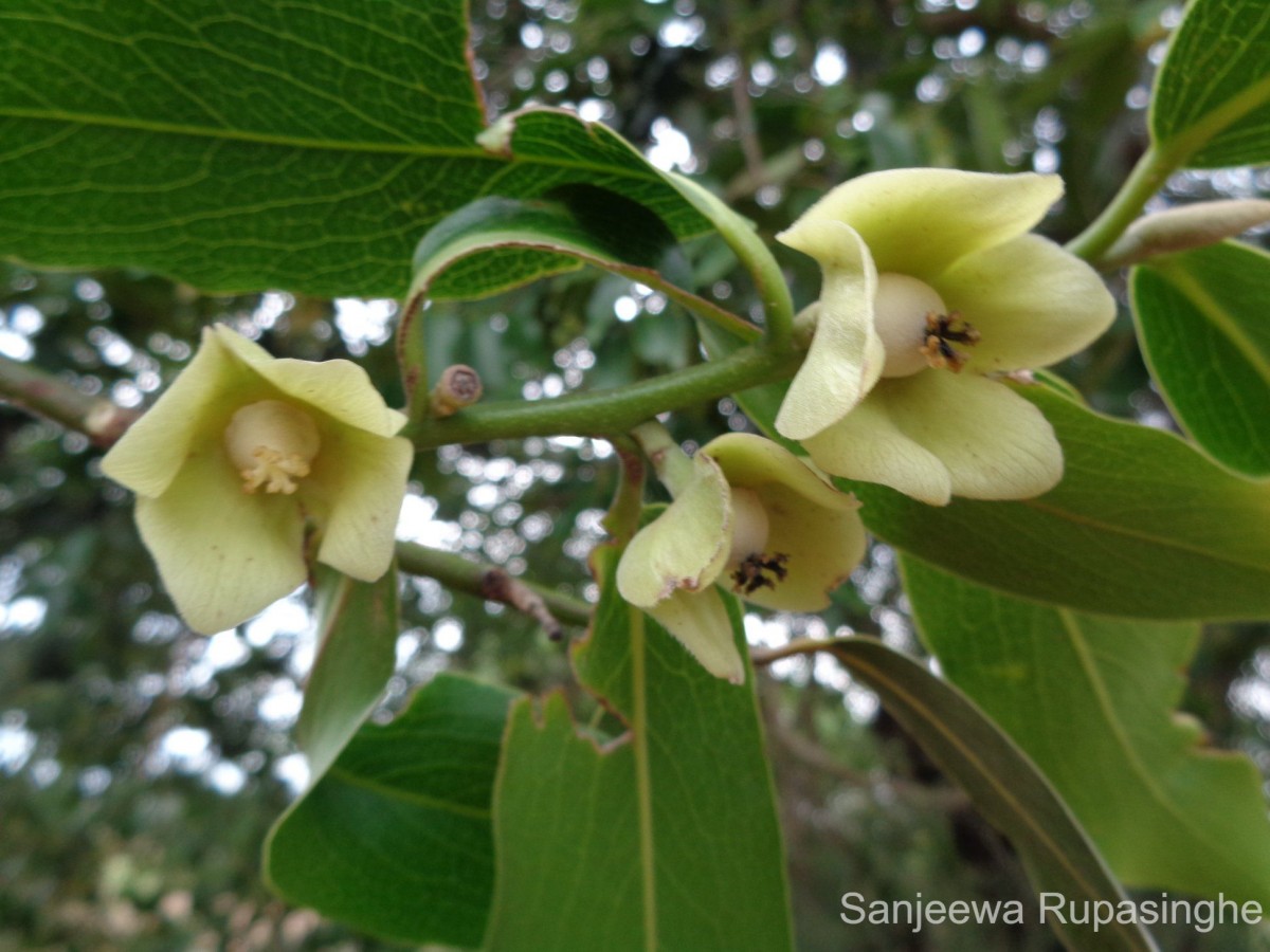 Diospyros malabarica (Desr.) Kostel.