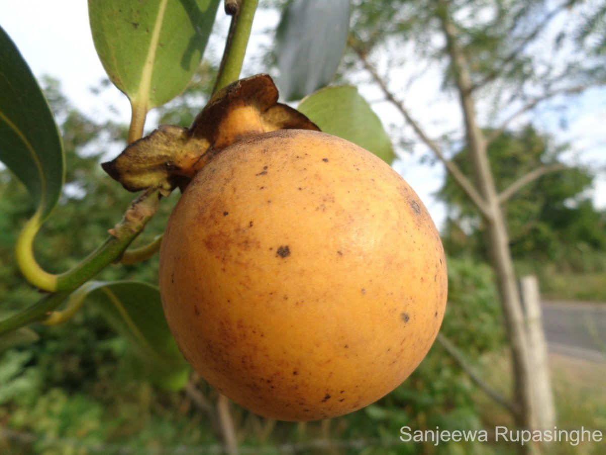 Diospyros malabarica (Desr.) Kostel.