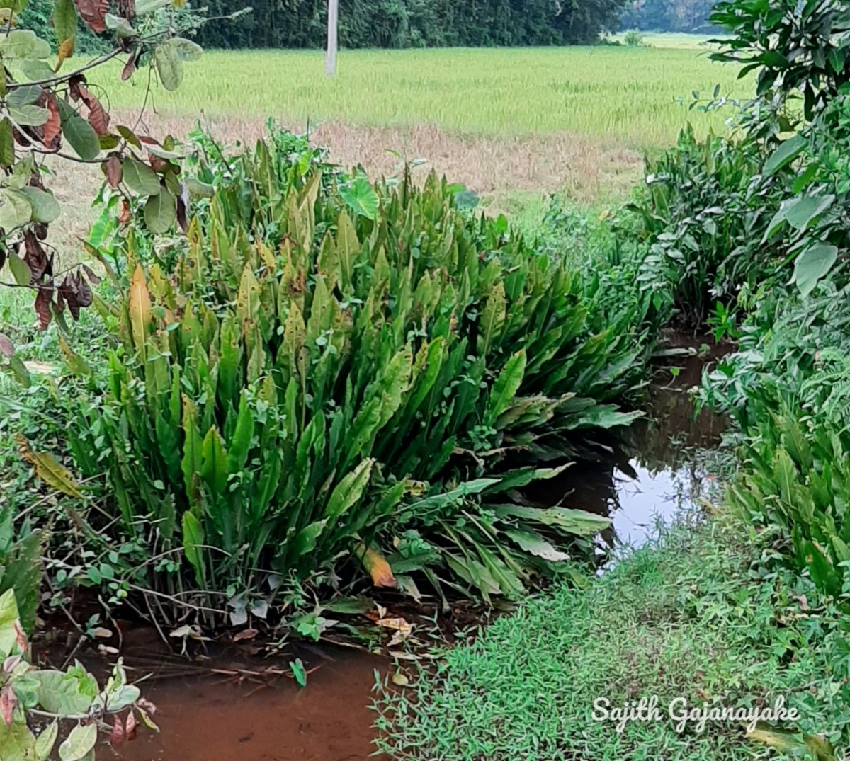 Lagenandra praetermissa