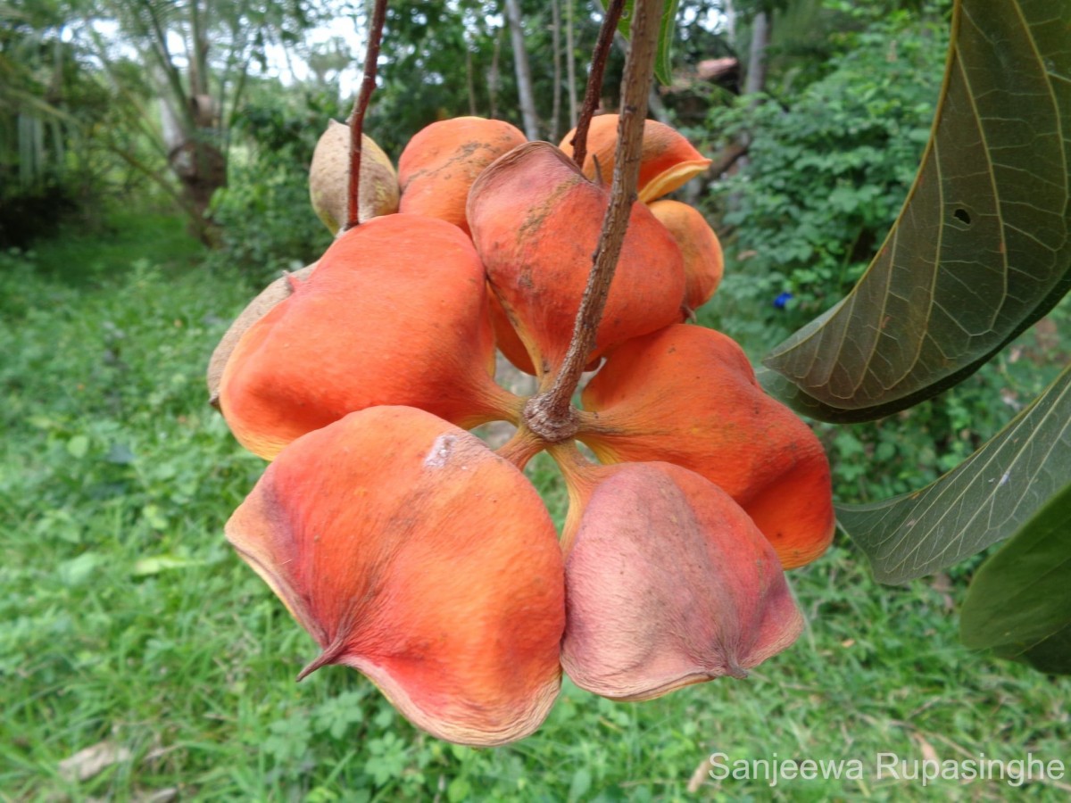 Sterculia balanghas L.