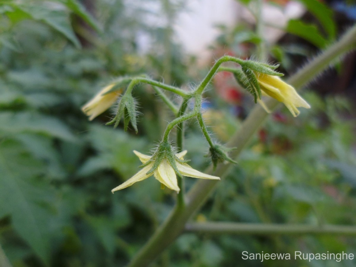 Solanum lycopersicum L.