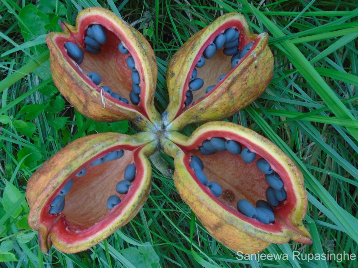 Sterculia foetida L.