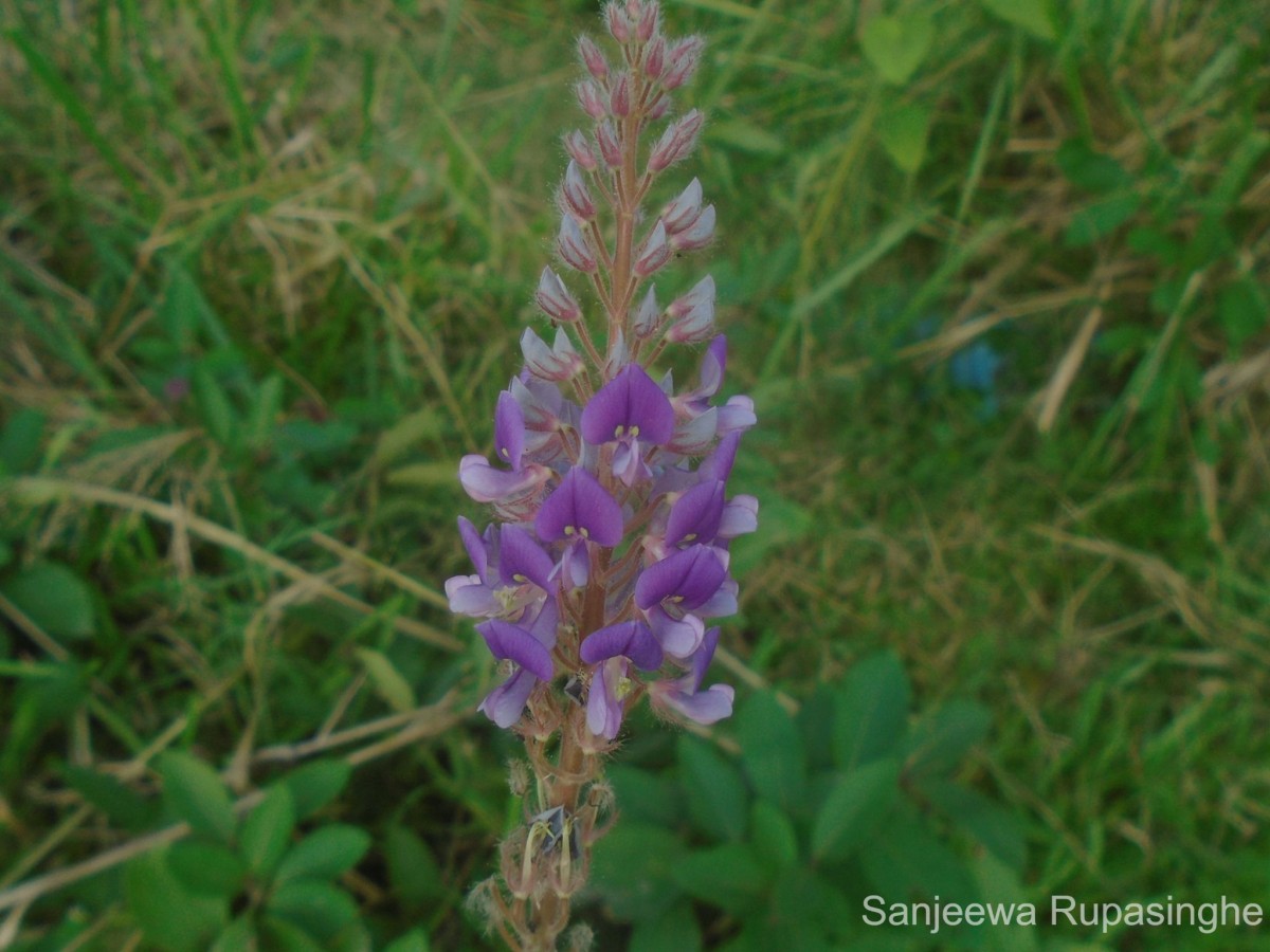 Uraria picta (Jacq.) Desv. ex DC.