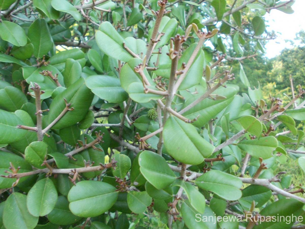 Manilkara hexandra (Roxb.) Dubard