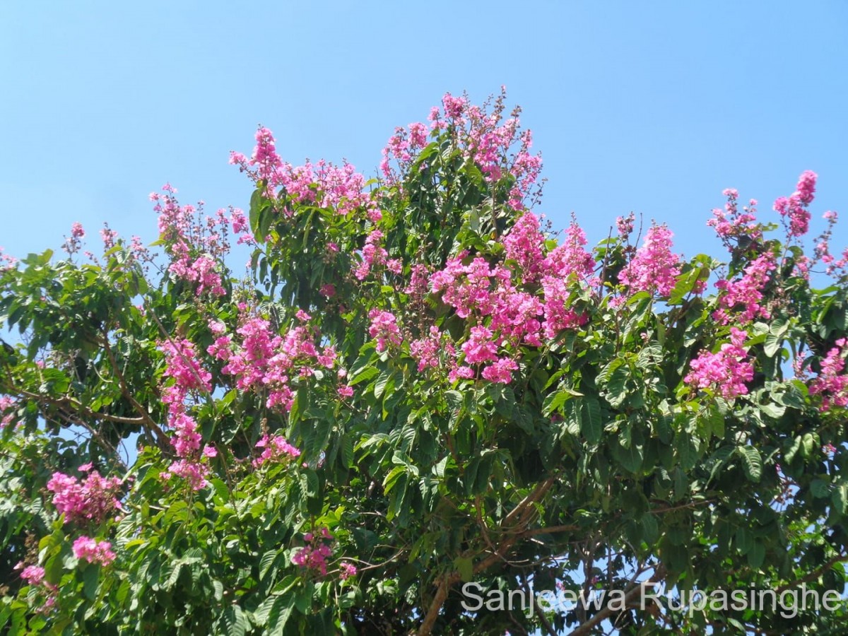 Lagerstroemia speciosa (L.) Pers.