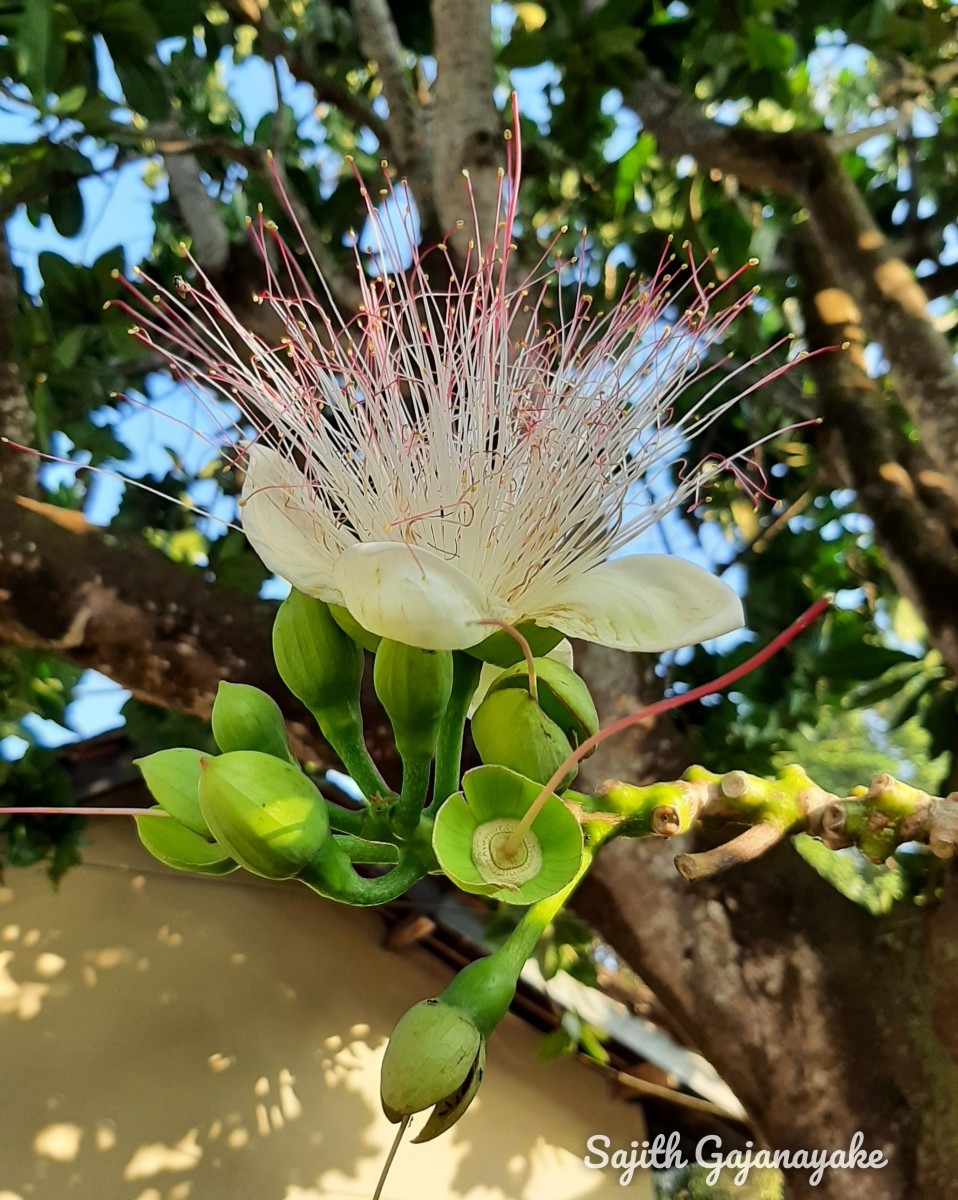 Barringtonia asiatica (L.) Kurz