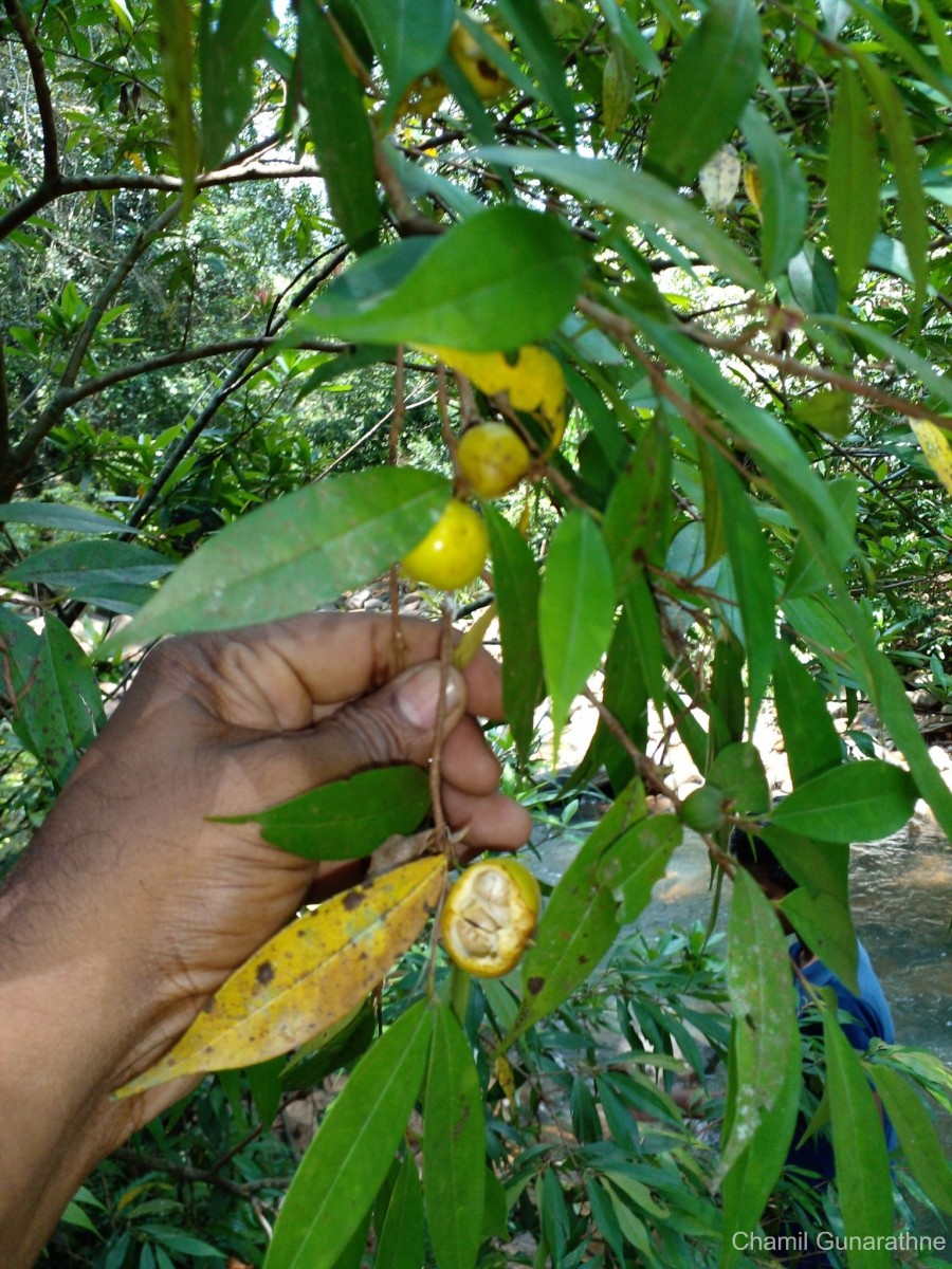 Eugenia terpnophylla Thwaites