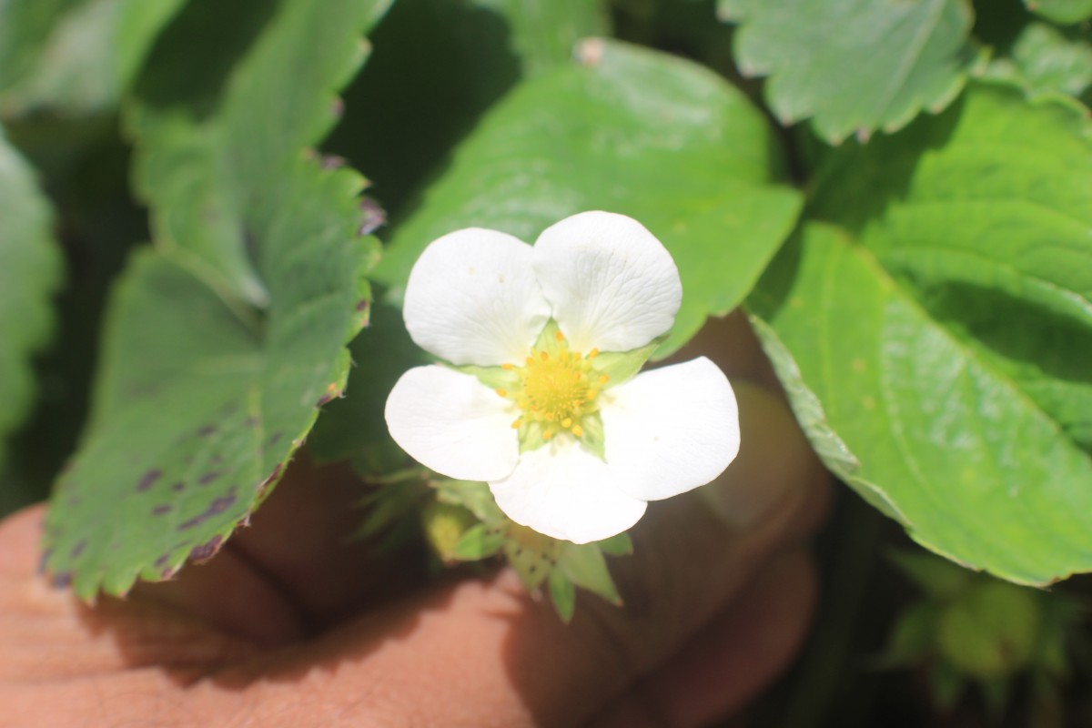 Fragaria vesca L.