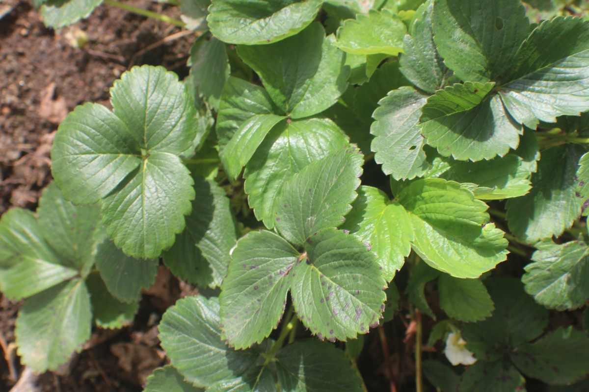 Fragaria vesca L.