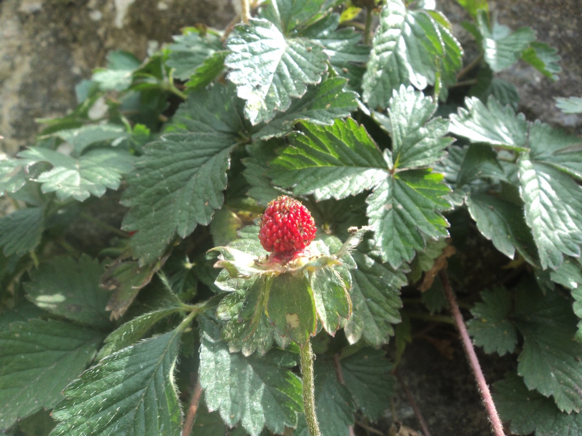 Fragaria vesca L.