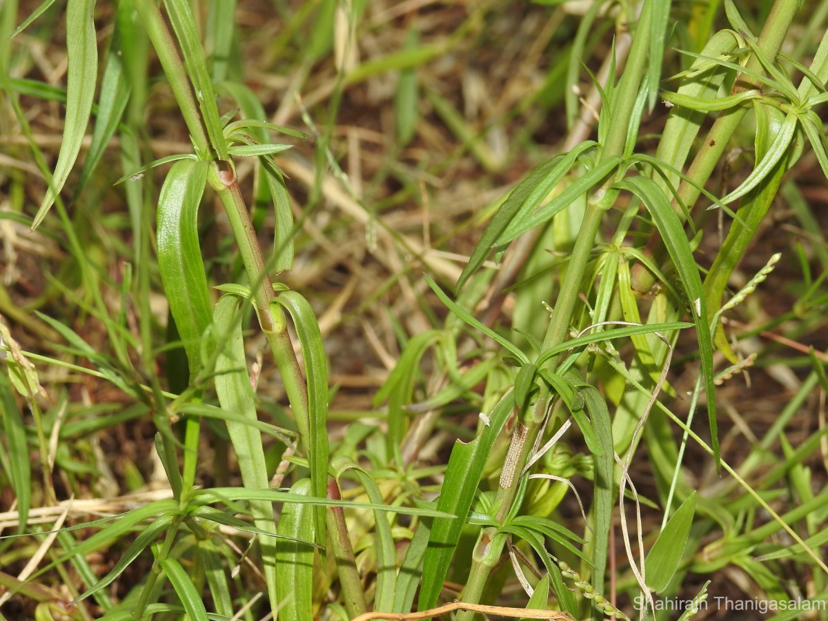 Oldenlandia stricta L.