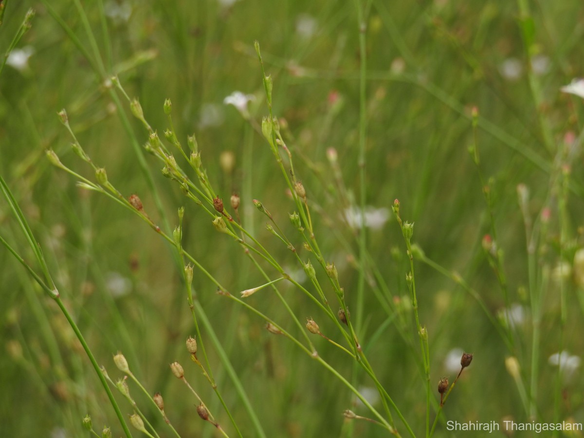 Oldenlandia stricta L.