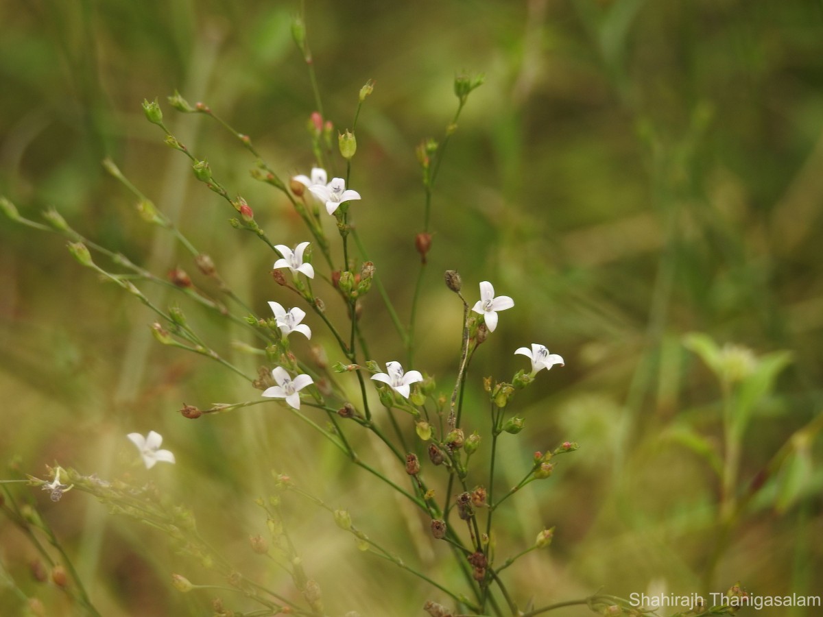 Oldenlandia stricta L.