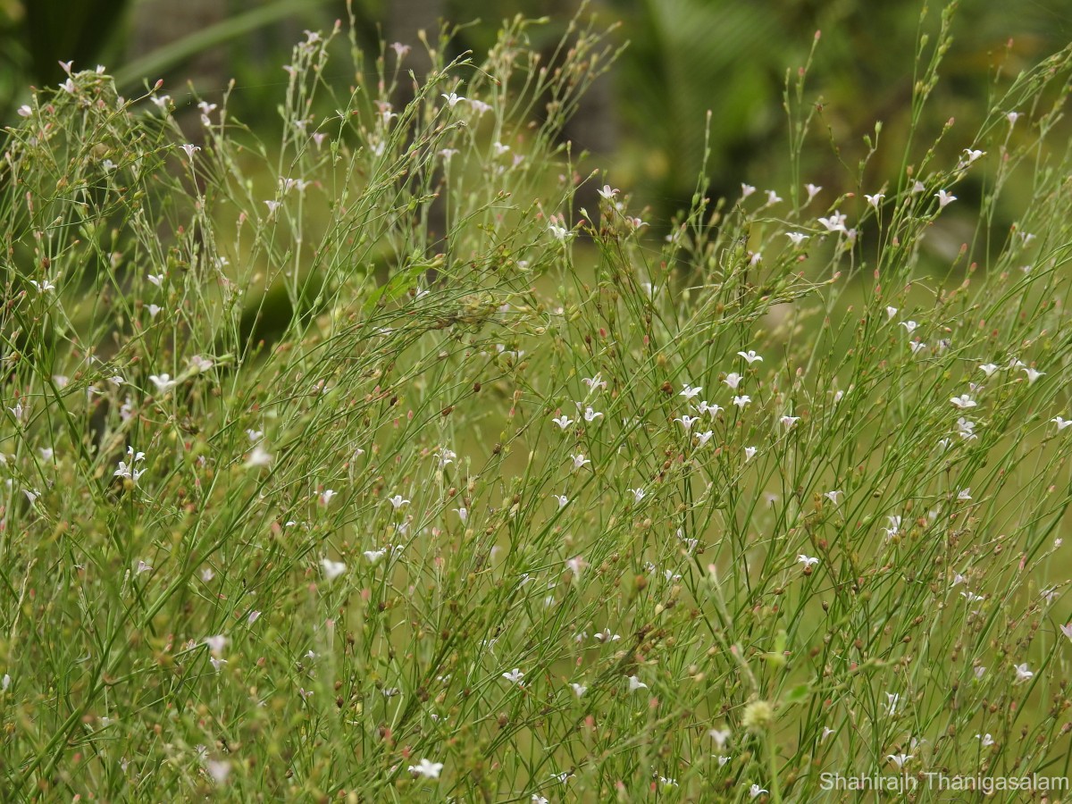 Oldenlandia stricta L.