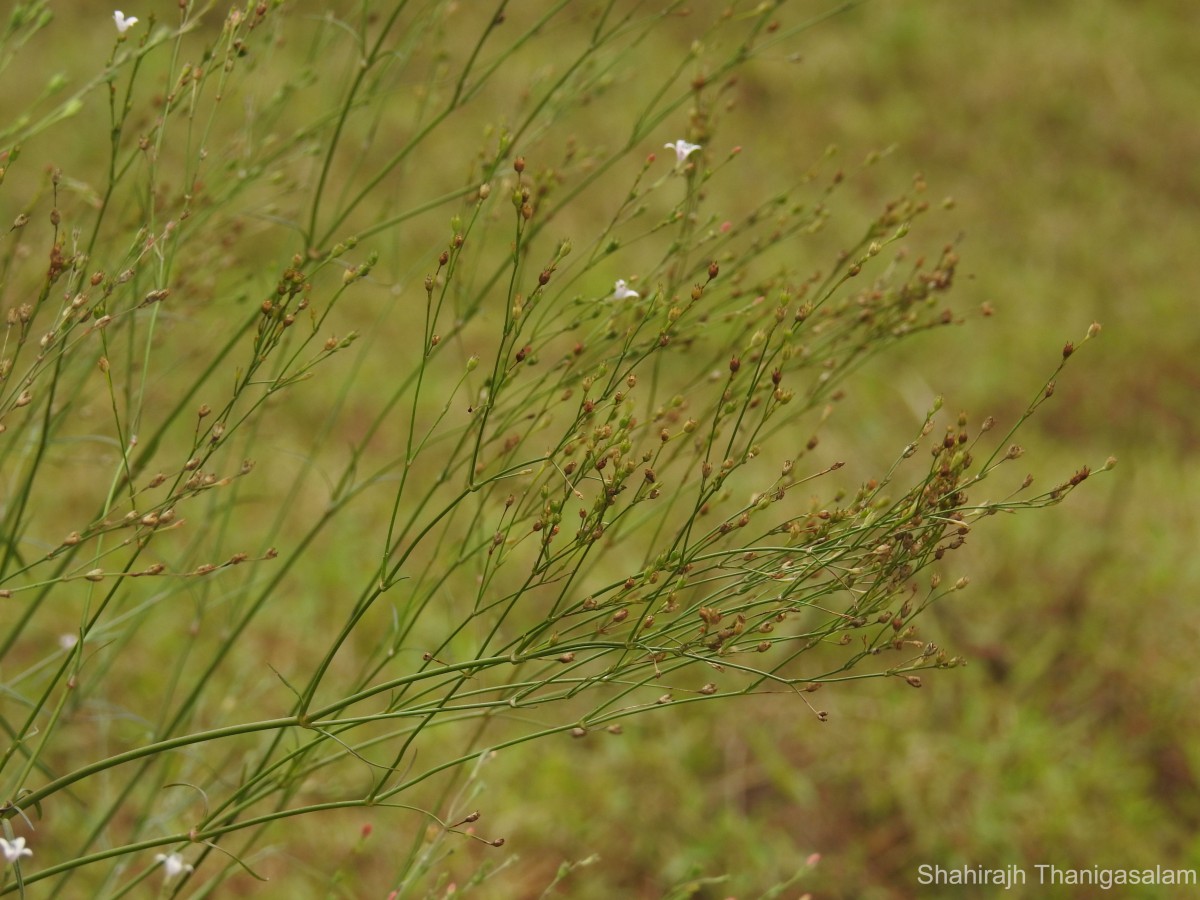 Oldenlandia stricta L.