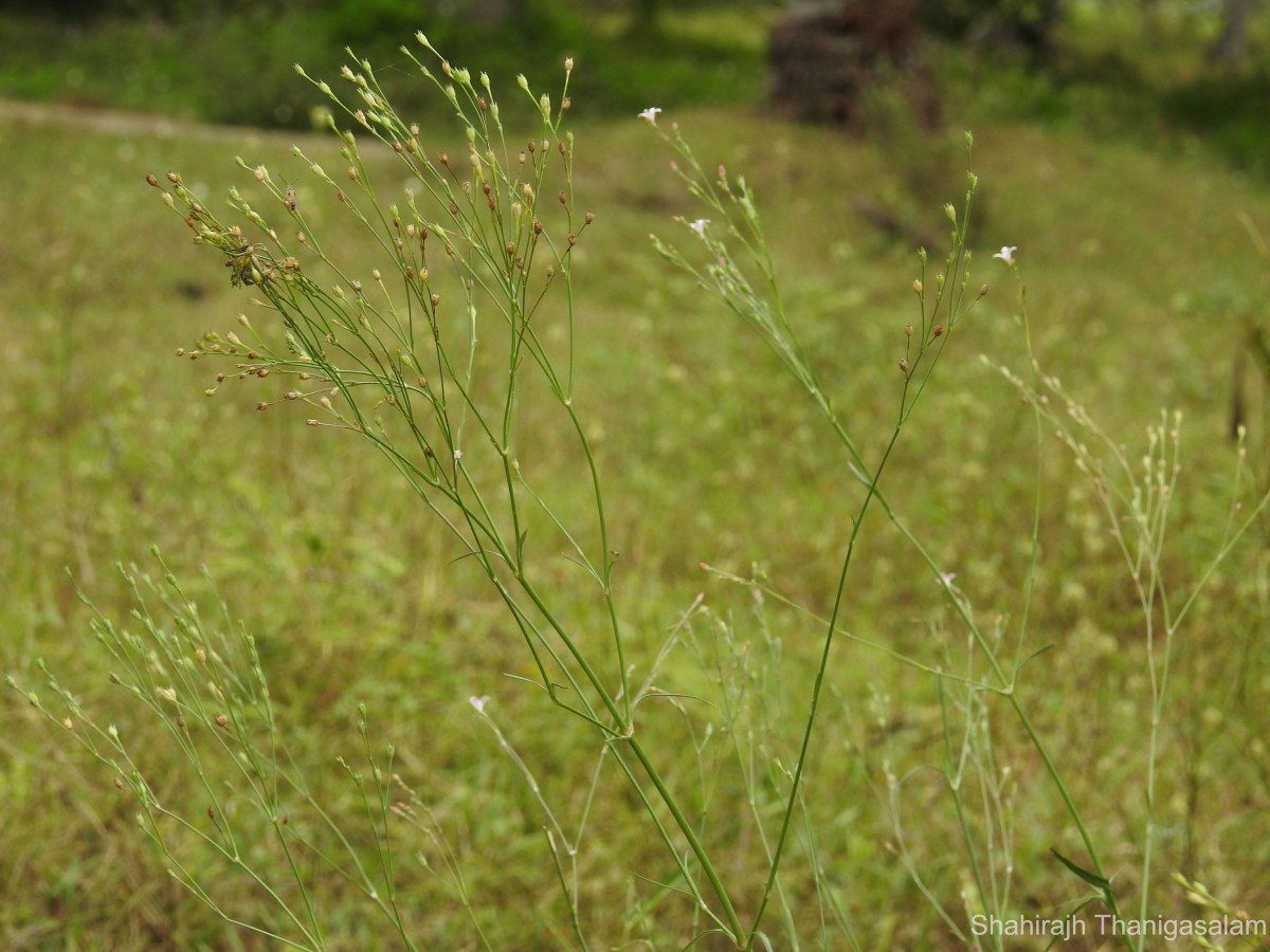 Oldenlandia stricta L.