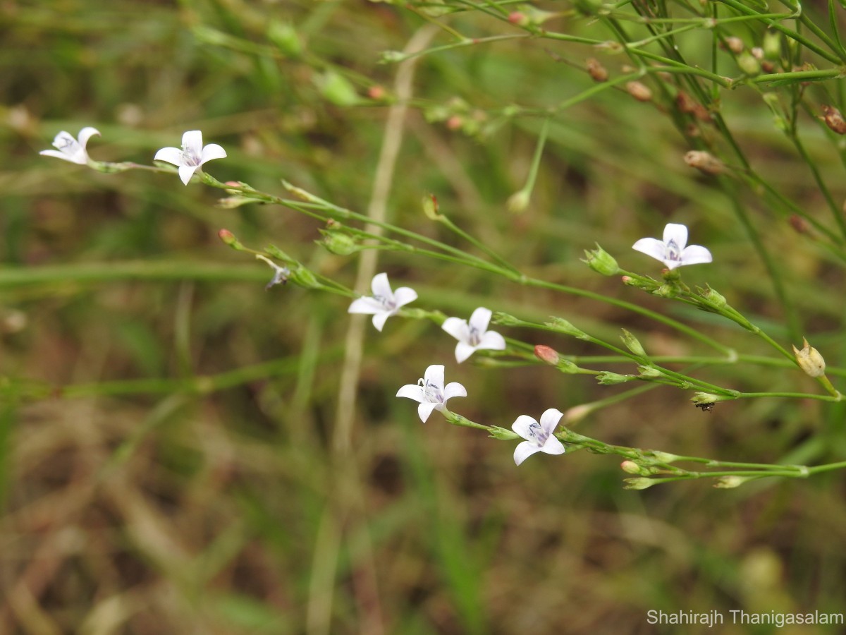 Oldenlandia stricta L.