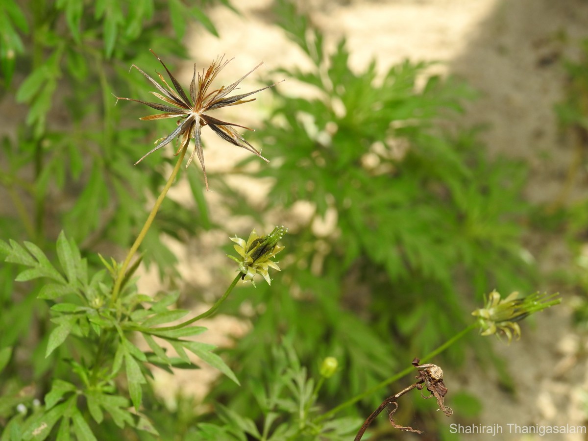 Cosmos sulphureus Cav.