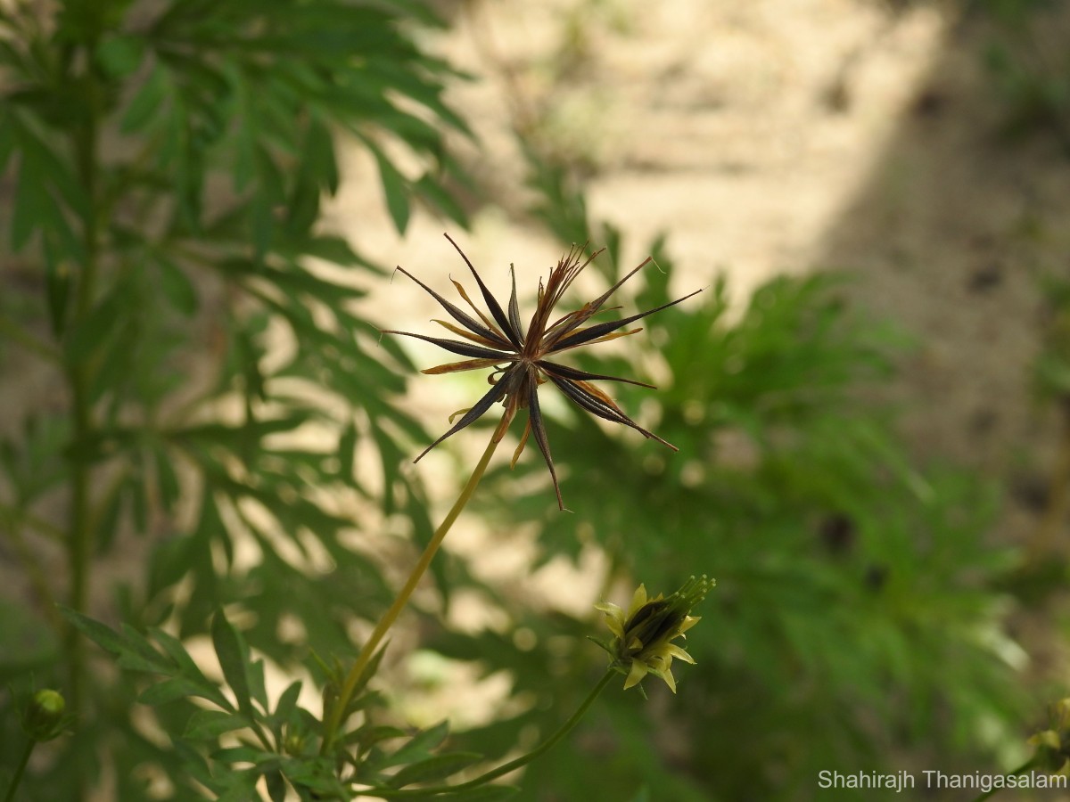 Cosmos sulphureus Cav.