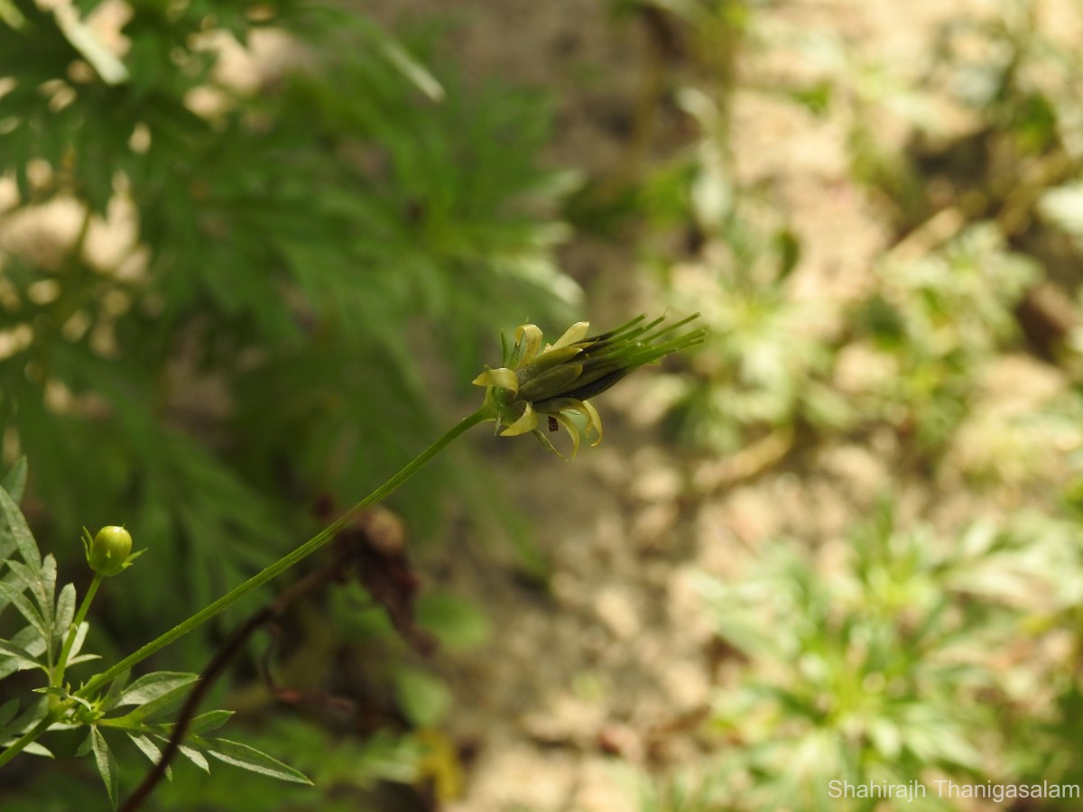 Cosmos sulphureus Cav.