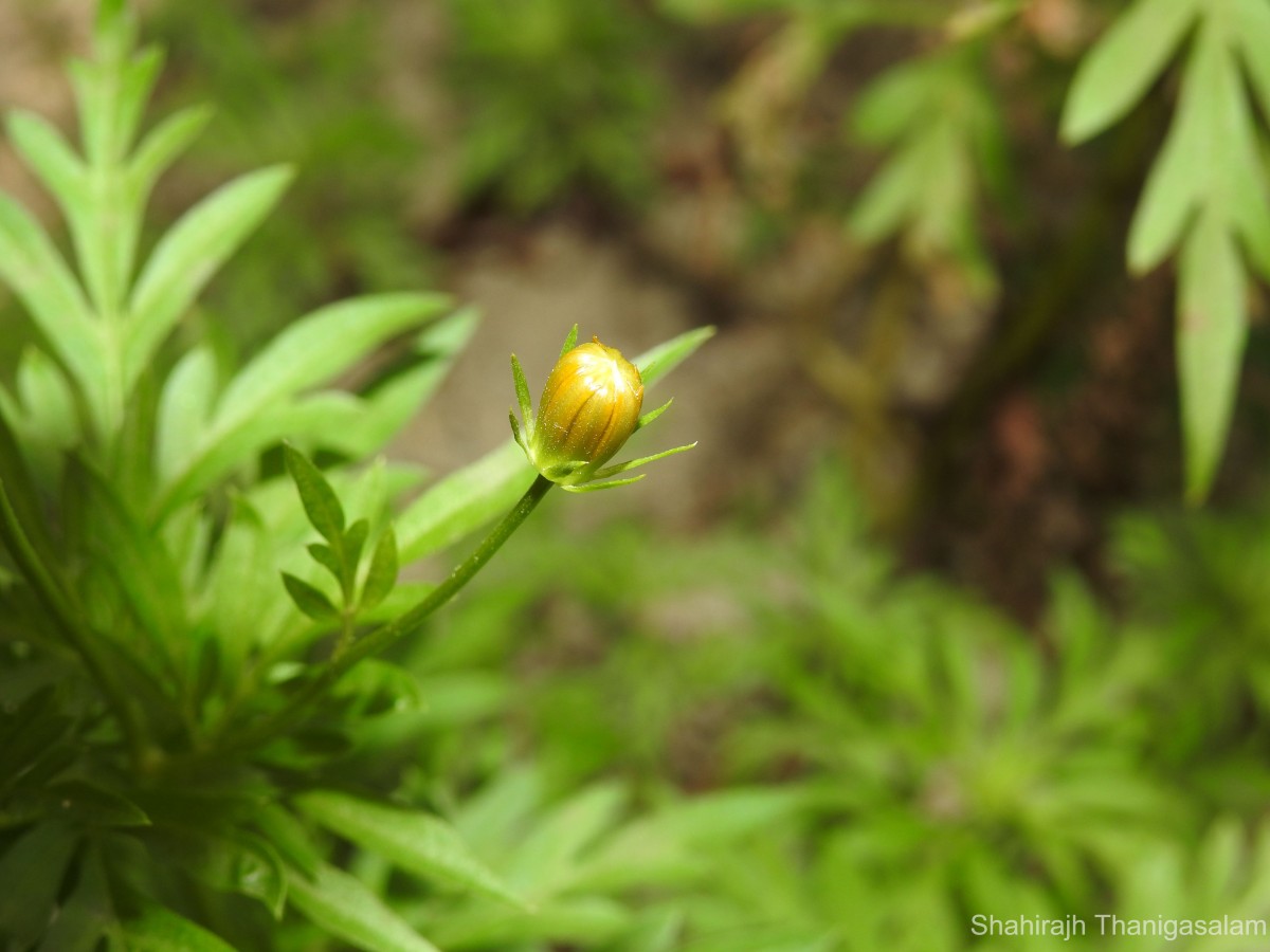 Cosmos sulphureus Cav.