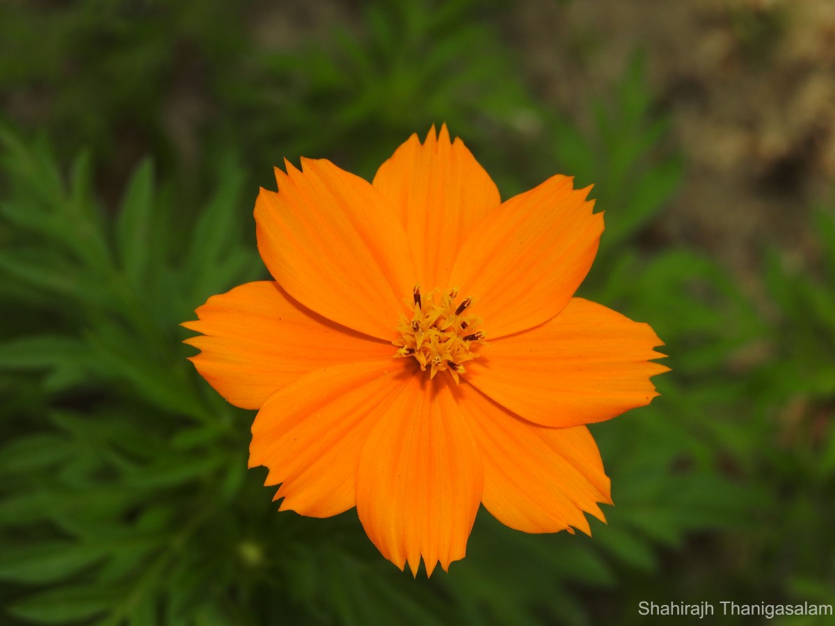 Cosmos sulphureus Cav.