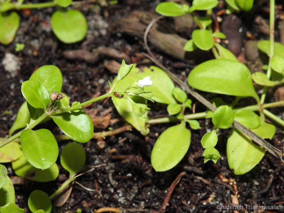 Leptopetalum biflorum (L.) Neupane & N.Wikstr.