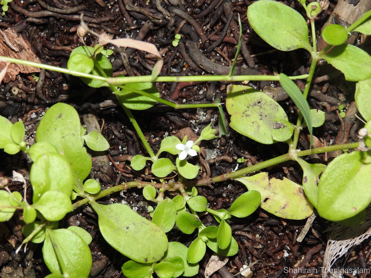 Leptopetalum biflorum (L.) Neupane & N.Wikstr.