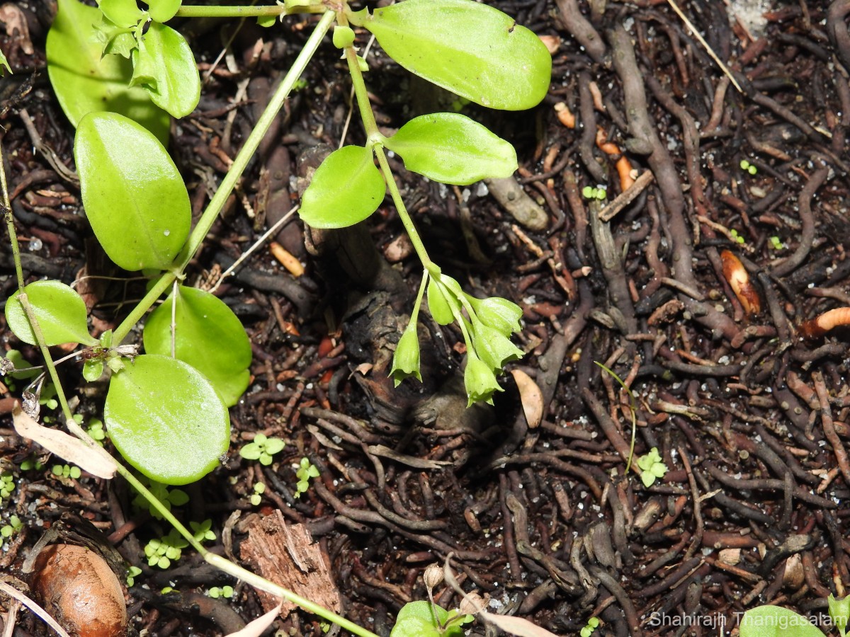 Leptopetalum biflorum (L.) Neupane & N.Wikstr.