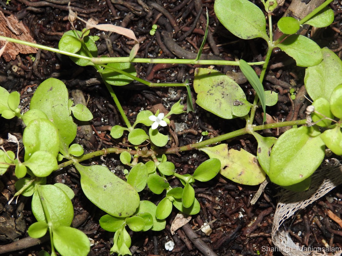 Leptopetalum biflorum (L.) Neupane & N.Wikstr.