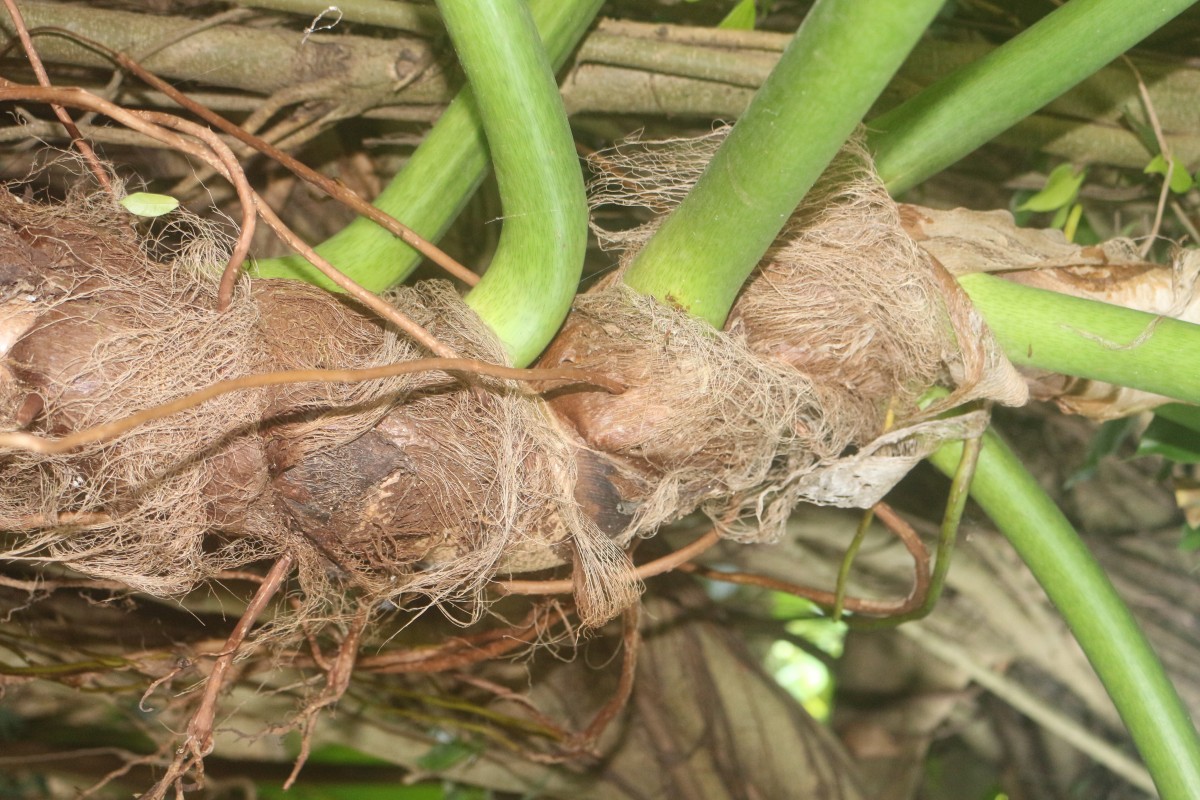 Philodendron giganteum Schott