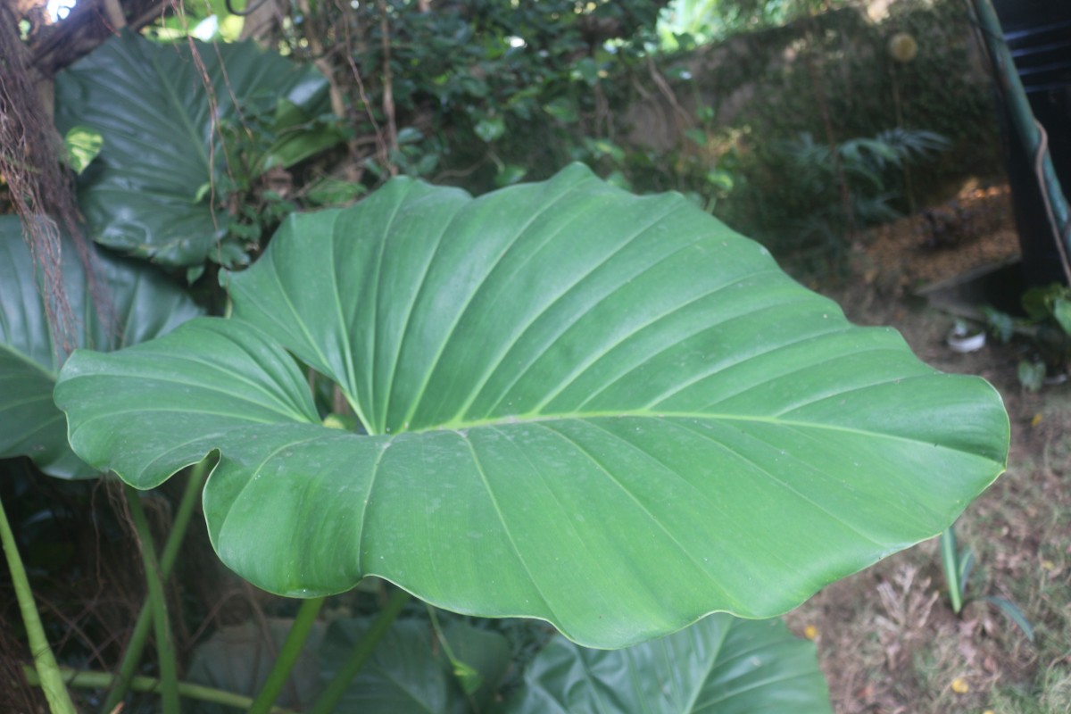 Flora of Sri Lanka