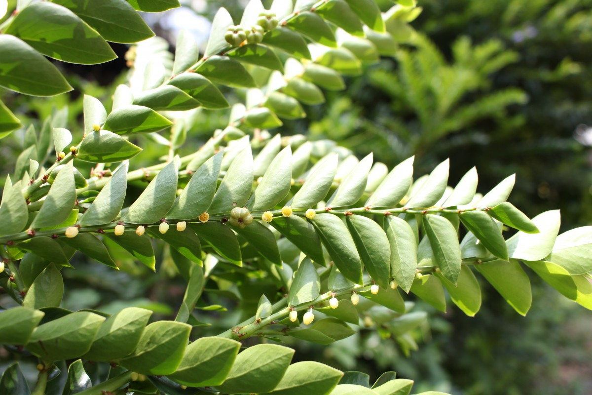 Phyllanthus buxifolius (Blume) Müll.Arg.