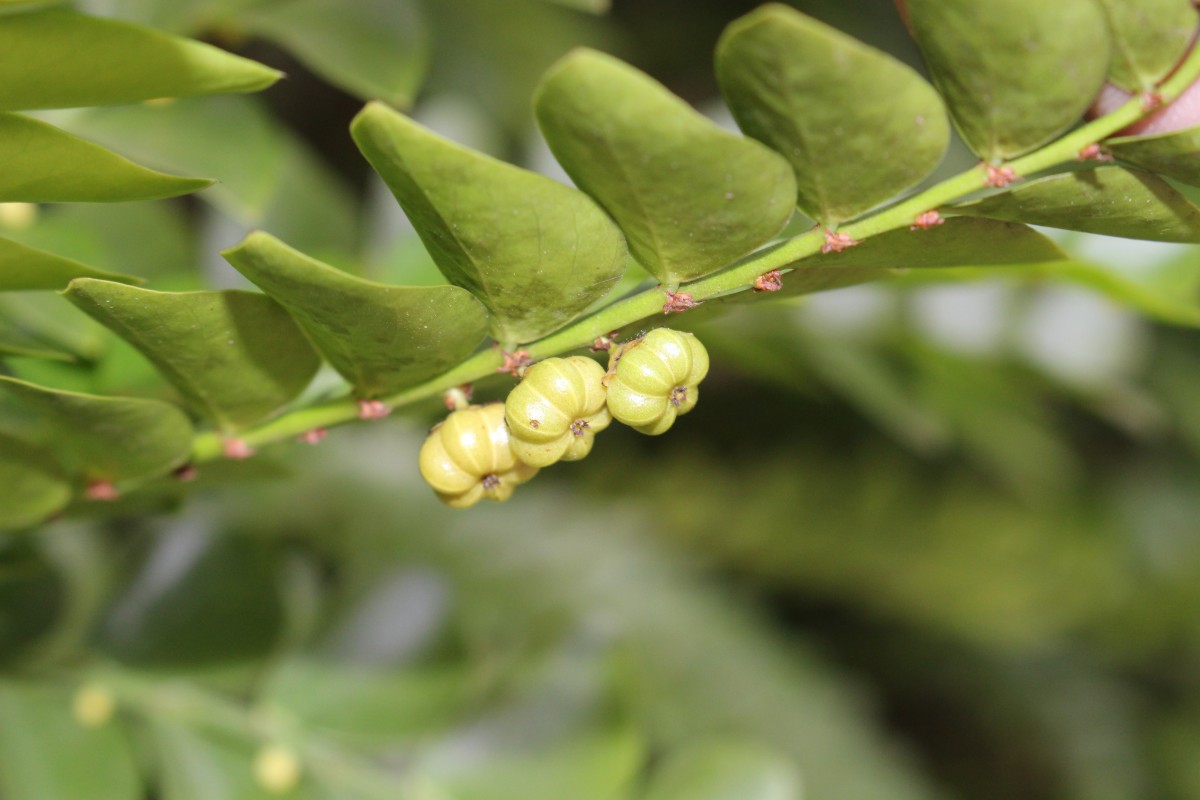 Phyllanthus buxifolius (Blume) Müll.Arg.