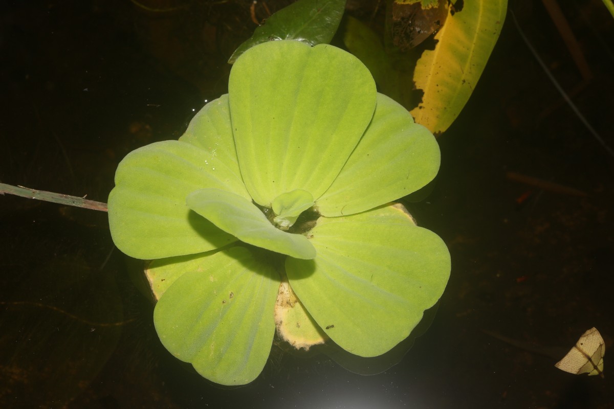 Pistia stratiotes L.