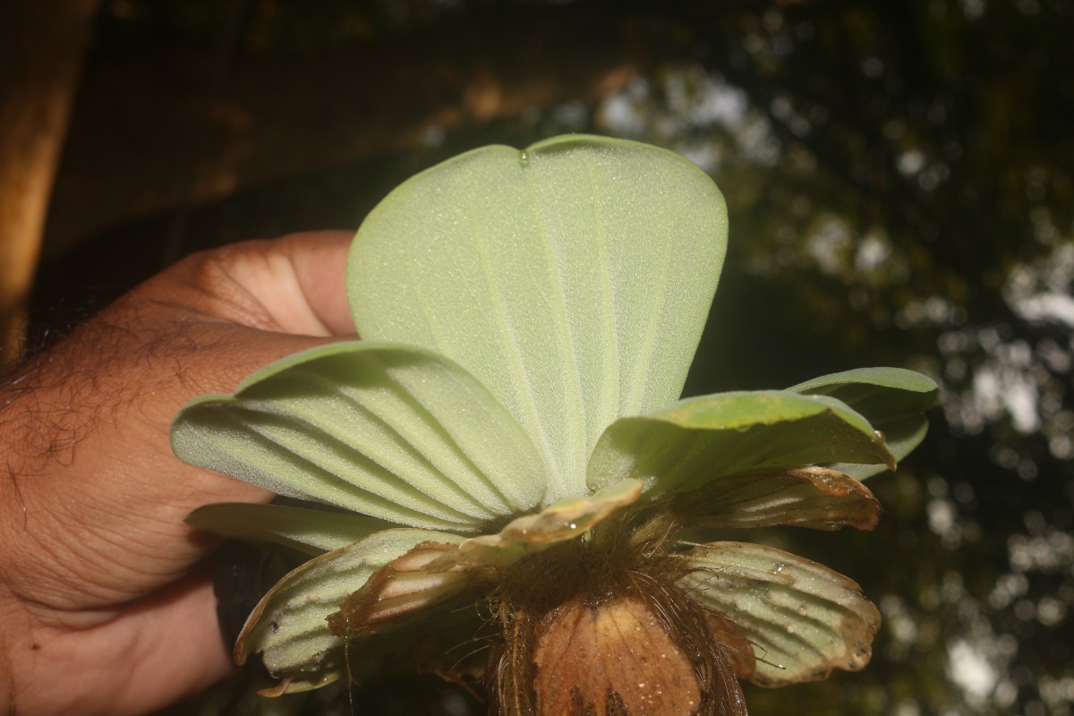 Pistia stratiotes L.