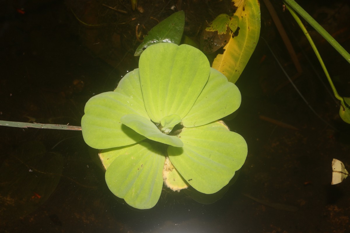 Pistia stratiotes L.