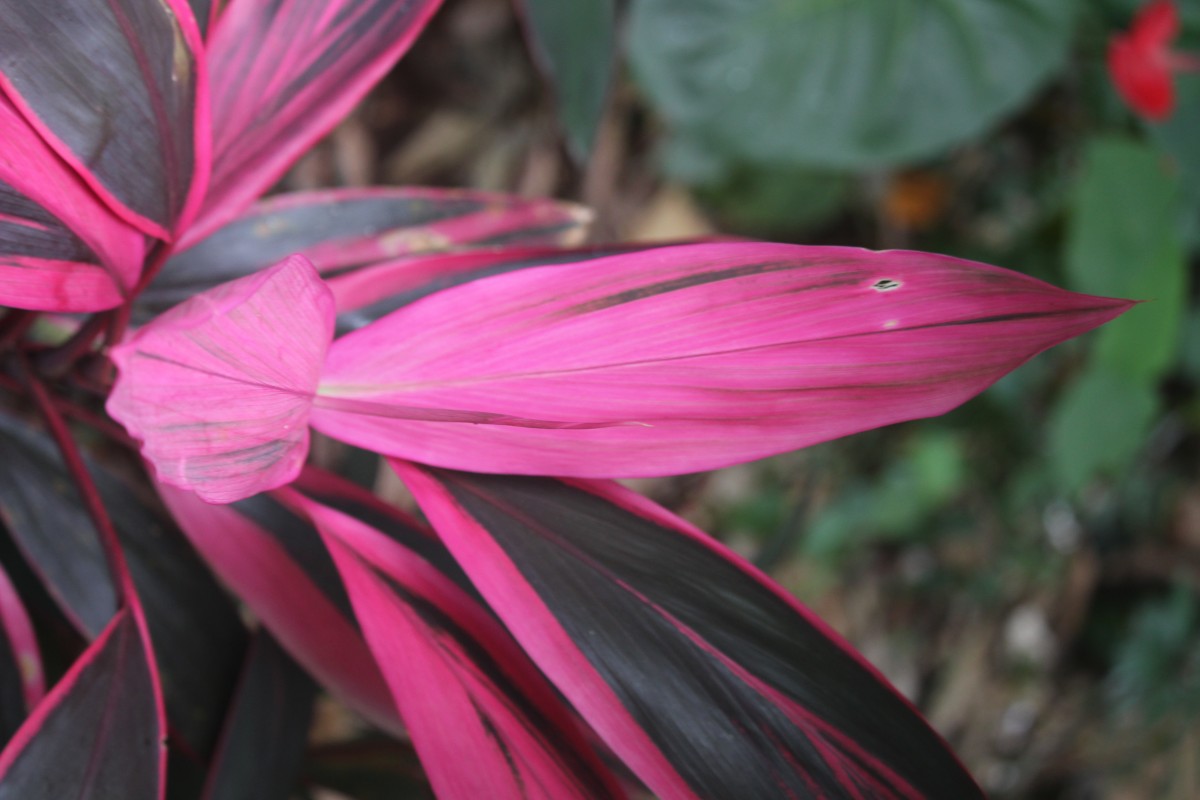 Cordyline fruticosa (L.) A.Chev.