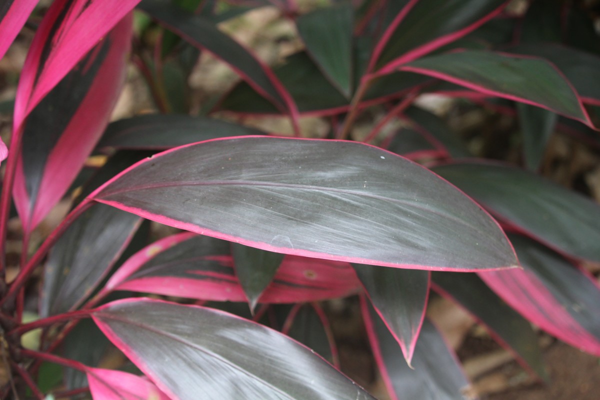 Cordyline fruticosa (L.) A.Chev.