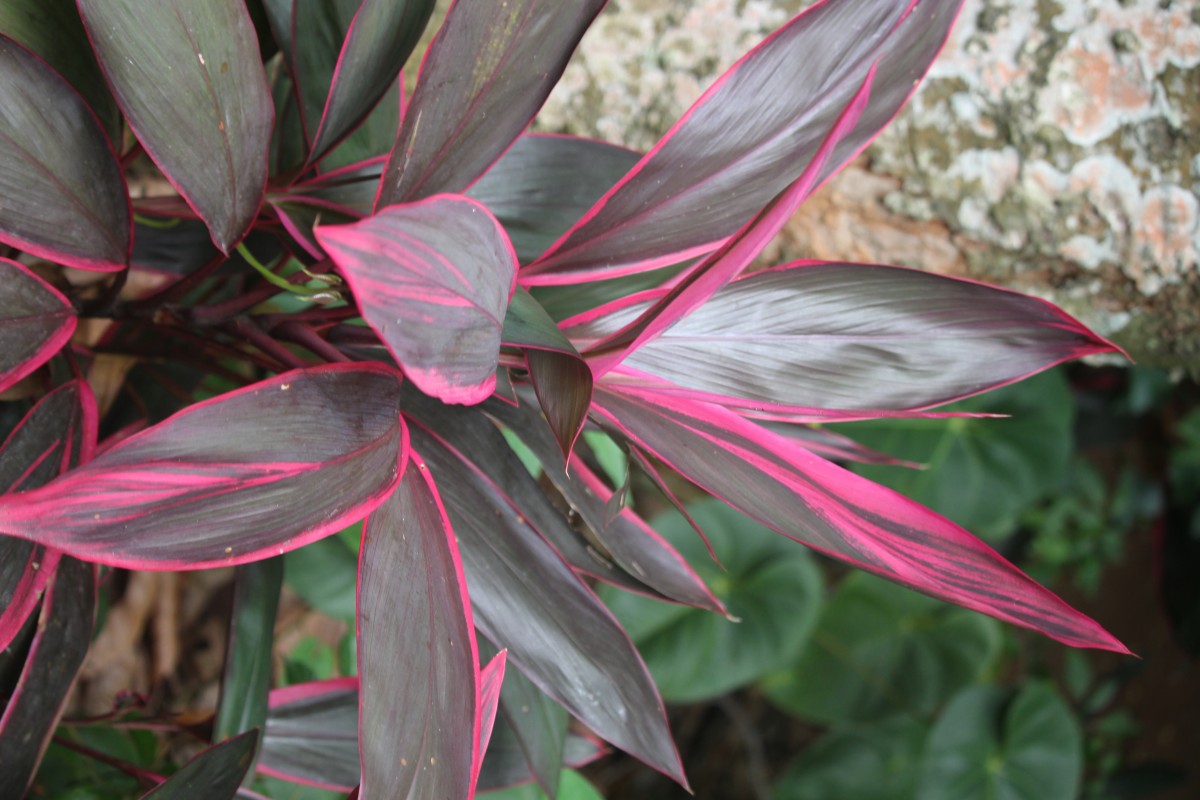 Cordyline fruticosa (L.) A.Chev.