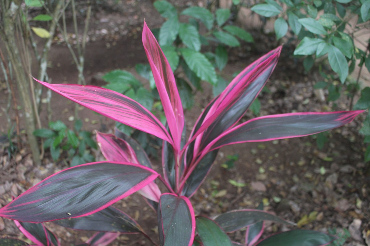 Cordyline fruticosa (L.) A.Chev.