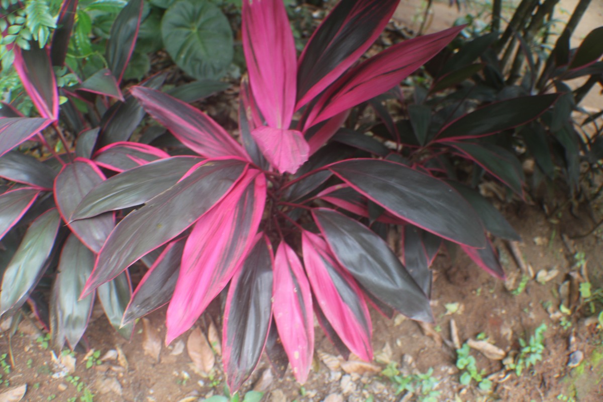 Cordyline fruticosa (L.) A.Chev.