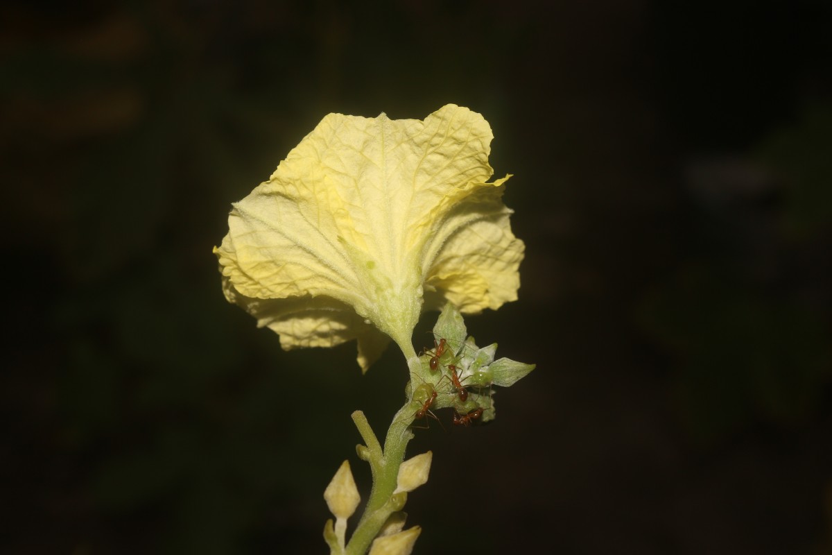 Luffa acutangula (L.) Roxb.