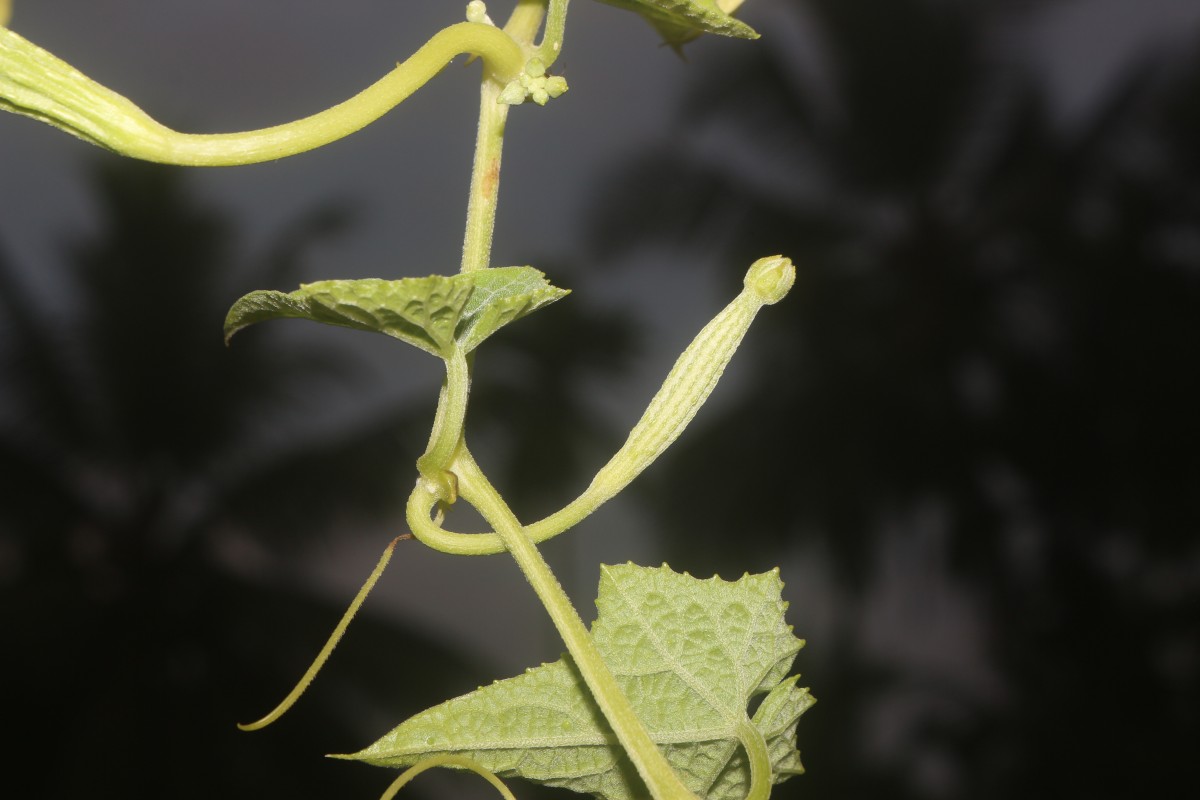 Luffa acutangula (L.) Roxb.